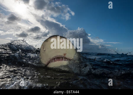 Zitrone Hai auf Wasseroberfläche, Negaprion Brevirostris, Karibik, Bahamas Stockfoto