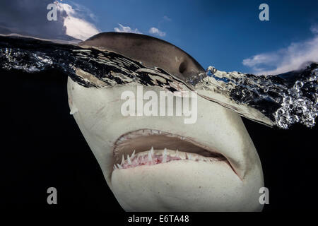 Zitrone Hai auf Wasseroberfläche, Negaprion Brevirostris, Karibik, Bahamas Stockfoto