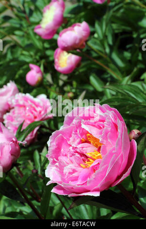 Rosa Pfingstrose