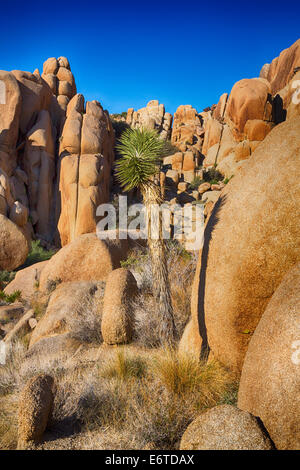 Felsbrocken und Joshua Bäume in Joshua Tree Nationalpark, Kalifornien. Stockfoto