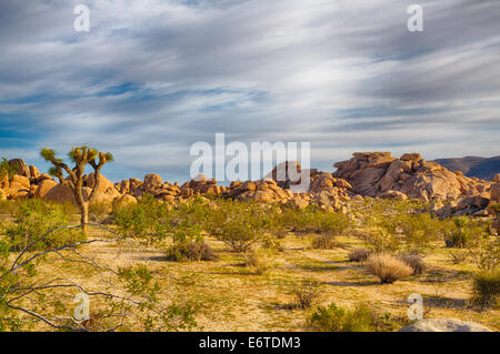 Felsbrocken und Joshua Bäume in Joshua Tree Nationalpark, Kalifornien. Stockfoto