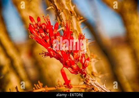 Ocotillo Kaktus blüht im Frühjahr, Joshua Tree National Park, Kalifornien. Stockfoto