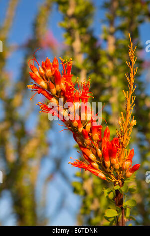 Ocotillo Kaktus blüht im Frühjahr, Joshua Tree National Park, Kalifornien. Stockfoto