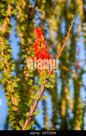 Ocotillo Kaktus blüht im Frühjahr, Joshua Tree National Park, Kalifornien. Stockfoto