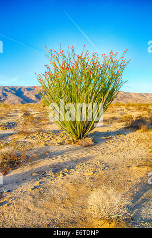 Ocotillo Kaktus blüht im Frühjahr, Joshua Tree National Park, Kalifornien. Stockfoto