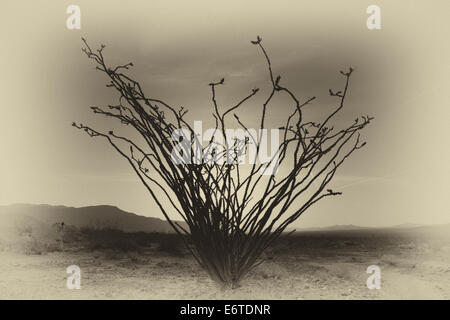 Ocotillo Kaktus blüht im Frühjahr, Joshua Tree National Park, Kalifornien. Stockfoto