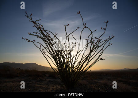 Ocotillo Kaktus blüht im Frühjahr, Joshua Tree National Park, Kalifornien. Stockfoto