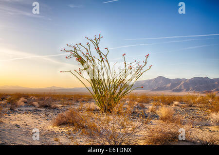 Ocotillo Kaktus blüht im Frühjahr, Joshua Tree National Park, Kalifornien. Stockfoto