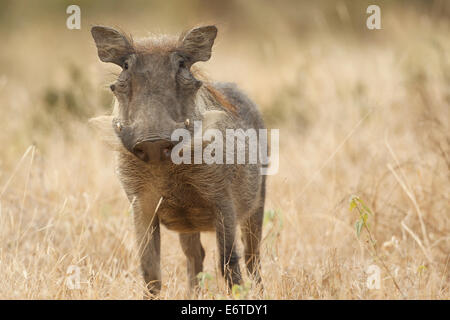 Ein gemeinsamen Warzenschwein, fotografiert im Kruger National Park, Südafrika. Stockfoto