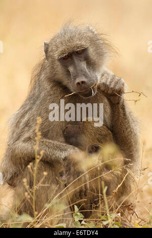 Ein Chacma Pavian und ihre Nachkommen in der Kruger National Park, Südafrika. Stockfoto