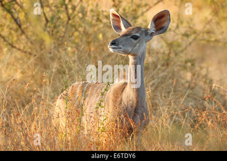 Eine weibliche Kudu im Kruger National Park, Südafrika. Stockfoto