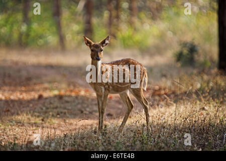 Gepunkteter Deer in einem Wald Stockfoto