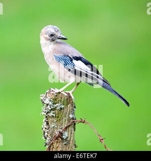 Die majestätische Jay thront auf dem alten Zaunpfosten #3364 Stockfoto