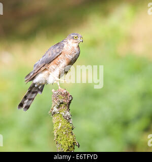 Sparrowhawk erstreckt sich seine Krallen in Bereitschaft für einen weiteren Streik auf einige ahnungslose Beute #3354 Stockfoto