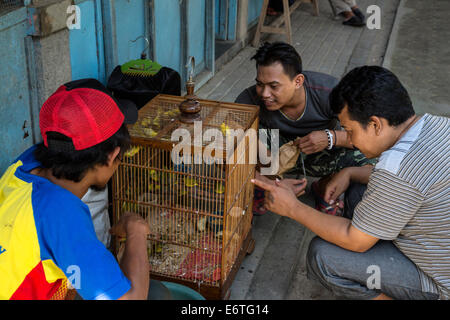 Yogyakarta, Java, Indonesien.  Junge Männer Inspektion Vögel vor dem Kauf in der Vogelmarkt. Stockfoto