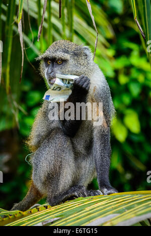 Affe auf Sansibar Stockfoto