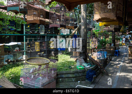 Yogyakarta, Java, Indonesien.  Vögel zu verkaufen in den Vogelmarkt. Stockfoto