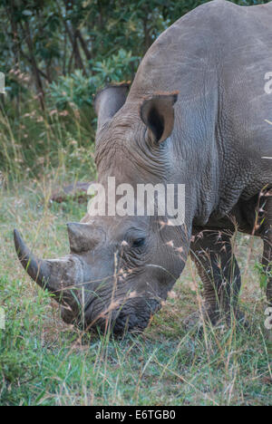 Spitzmaulnashorn in seinem natürlichen Lebensraum Stockfoto