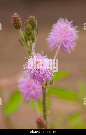 Zarte Pflanze Blumen (Mimosa Pudica) Stockfoto
