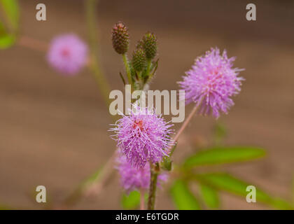 Zarte Pflanze Blumen (Mimosa Pudica) Stockfoto