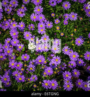 Blühende Alpine Astern - Aster Alpinus Blume im Garten Stockfoto