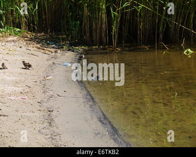 Sandpiper waten Vögelchen am Fluss-Ufer Stockfoto