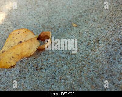 Herbst am Ostseestrand, gelbes Blatt Stockfoto