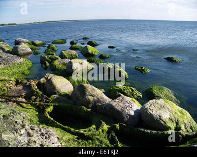 Algen, die auf Felsen am Strand wächst Stockfoto