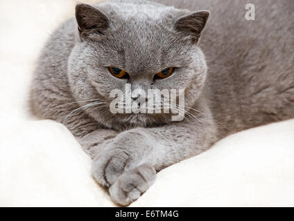 Porträt der entzückende reinrassige britische Katze Stockfoto