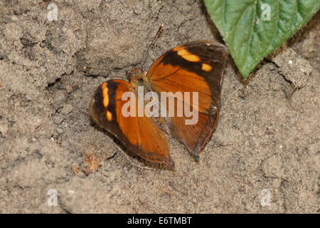 Asiatische Herbstblatt aka (Australian) Leafwing Schmetterling (Doleschallia Bisaltide)