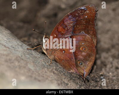 Asiatische Herbstblatt aka (Australian) Leafwing Schmetterling (Doleschallia Bisaltide), im Profil gesehen