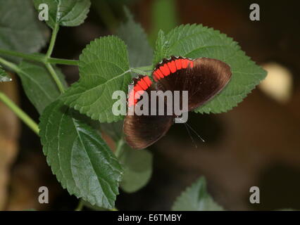 Red Rim Schmetterling (Biblis Hyperia) aka Crimson-banded schwarze Schmetterling Stockfoto