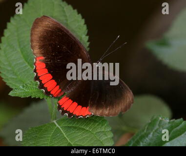 Red Rim Schmetterling (Biblis Hyperia) aka Crimson-banded schwarze Schmetterling, gefunden auf dem amerikanischen Kontinent Stockfoto