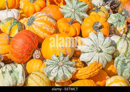 Bunte Kürbisse-Sammlung auf dem Herbstmarkt Stockfoto