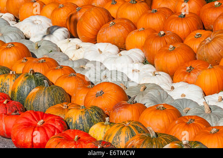 Bunte Kürbisse-Sammlung auf dem Herbstmarkt Stockfoto