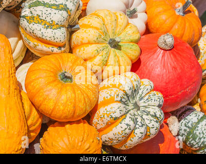 Bunte Kürbisse-Sammlung auf dem Herbstmarkt Stockfoto