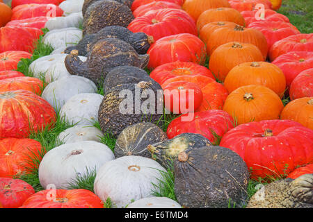 Bunte Kürbisse-Sammlung auf dem Herbstmarkt Stockfoto