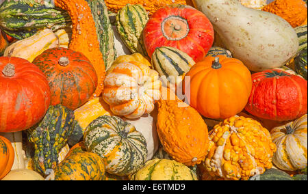 Bunte Kürbisse-Sammlung auf dem Herbstmarkt Stockfoto