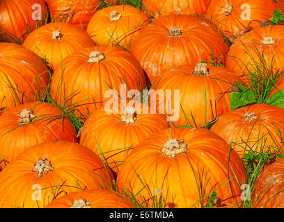 Bunte Kürbisse-Sammlung auf dem Herbstmarkt Stockfoto