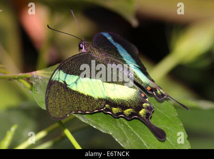 Tropischer Schmetterling in Emerald Schwalbenschwanz (Papilio Palinurus) aka Emerald Pfau oder Green-banded Peacock Stockfoto