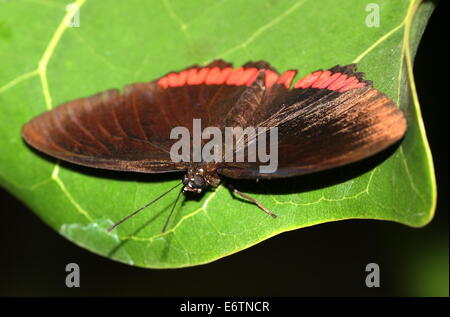 Red Rim Schmetterling (Biblis Hyperia) aka Crimson-banded schwarze Schmetterling, gefunden auf dem amerikanischen Kontinent Stockfoto