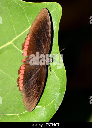 Red Rim Schmetterling (Biblis Hyperia) aka Crimson-banded Black Butterfly, Dorsalansicht Stockfoto