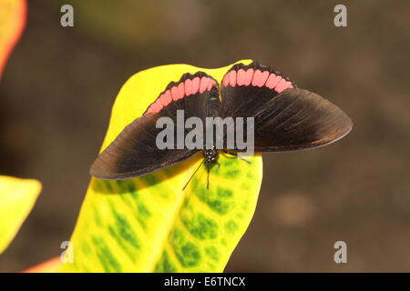 Red Rim Schmetterling (Biblis Hyperia) aka Crimson-banded schwarze Schmetterling, gefunden auf dem amerikanischen Kontinent Stockfoto