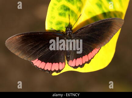 Red Rim Schmetterling (Biblis Hyperia) aka Crimson-banded schwarze Schmetterling, gefunden auf dem amerikanischen Kontinent Stockfoto