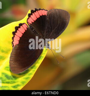 Red Rim Schmetterling (Biblis Hyperia) aka Crimson-banded schwarze Schmetterling, gefunden auf dem amerikanischen Kontinent Stockfoto