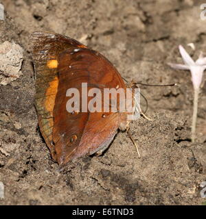 Asiatische Herbstblatt aka (Australian) Leafwing Schmetterling (Doleschallia Bisaltide)