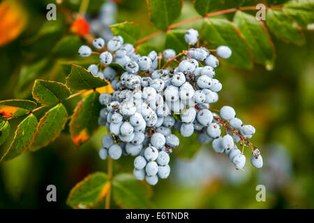 Oregon-Grape oder Oregon Grape Mahonia aquifolium Stockfoto