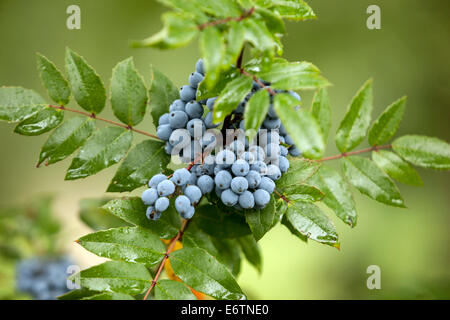 Mahonie oder Mahonie (Mahonia Aquifolium) Stockfoto