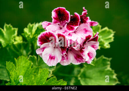 Geranienblume Pelargonium zonale Hybrid Stockfoto