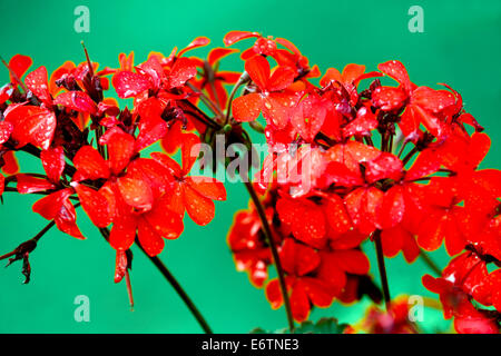 Geranien, Pelargonien (Pelargonium Zonale Hybriden). Stockfoto